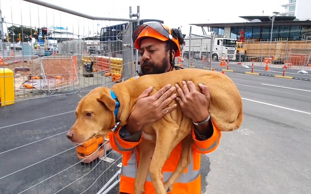 Save Them With Kindness: The New NZTA Training and Competency Model